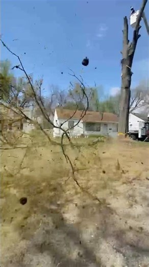 Look at these galls… treework #arborist #treeremoval #pinoak #treehealth #oaktree #chainsaw