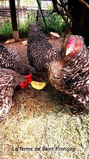Melon Tasting #chickenlife #hungryanimals #animallovers #animals #hungrybird #farmlife #farm