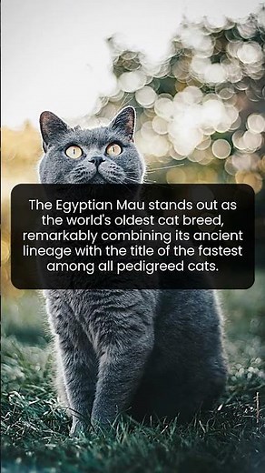 Meet the Egyptian Mau the ancient cat breed that races through history and time