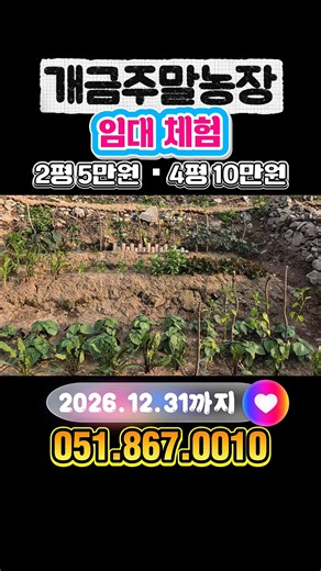 개금주말농장에 임대체험하러 오세요!#부산주말농장#개금주말농장 #기장주말농장#일광주말농장 #서생주말농장#철마주말농장 #대저주말농장#강서주말농장 #김해주말농장#shorts#동호회#캠핑