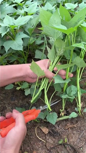🌱✂️ Harvesting Sweet Potato Vine Cuttings with Pruning Shears