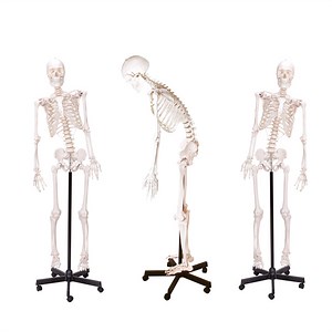 [Hot Item] Medical Teaching Models Anatomical Human Teaching Flexible Skeleton with Natural Size of PVC