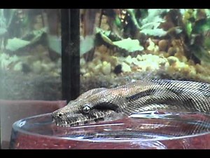 My Beautiful Snake Drinking Water HD
