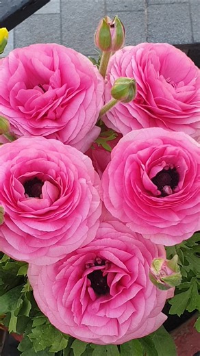 Ranunculus: The Rose That’s Not a Rose”# Ranunculus #Shorts