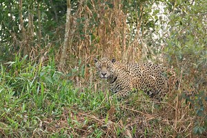 Meet 10 Masters of Camouflage in the Rainforest