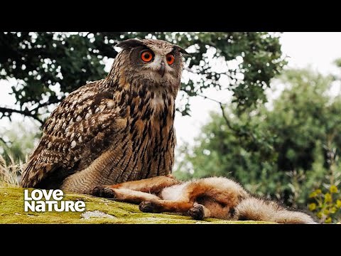 Ghost Killers: Why Owls are Legends When Hunting Prey