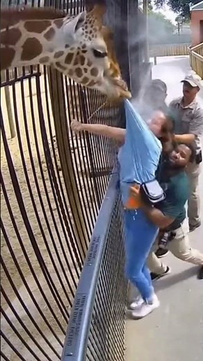 Unexpected Zoo Moment Caught on CCTV | Giraffe Interaction Surprises Visitors