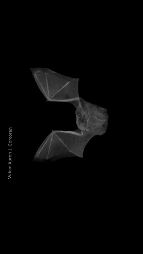 Bats Catching Prey: A Photographer's Perspective