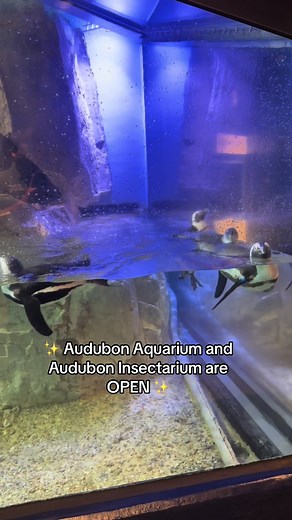 New Orleans Audubon Aquarium & Insectarium Now Open! 🌊🐊