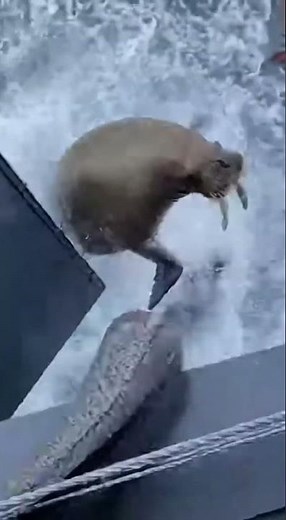 Antarctic Nightmare: A Huge Walrus And Moray Eel Invade Our Research Ship ❄️