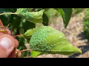 Best Method to get rid of aphids and Stop Ants From getting up fruit trees, home made aphid spray
