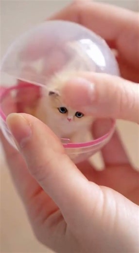😱 This Princess Cat Vending Machine is TOO ADORABLE! (Watch Till End) 💖