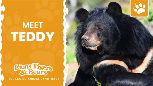 1.9K views · 122 reactions | Teddy the Himalayan black bear was born...