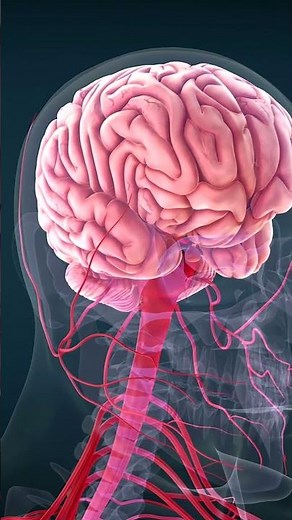 Gyri and Sulci, Cerebral Cortex, and White Matter #brain #medical