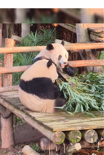Clumsy and adorable panda 🐼 #panda #cute #core #zoo #love | Cute Pandas