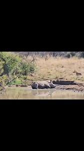 A fun day at the SPA. 🦏 💦 Why do rhinos take mud baths? Rhinos love their mud baths. They cool down while having a mud bath on a very hot hot day and the mud keeps them cool. The mud also help to heal the skin and prevents infections and wards off insect bites. After a good mud bath they will use a scratch post to remove parasites like ticks in the folds of skin. Yes!!! Mud is good for your skin. #babyrhinorescueorg #rhinolivesmatter #endangered #protectthem #keepthemsafe | Baby Rhino Rescue