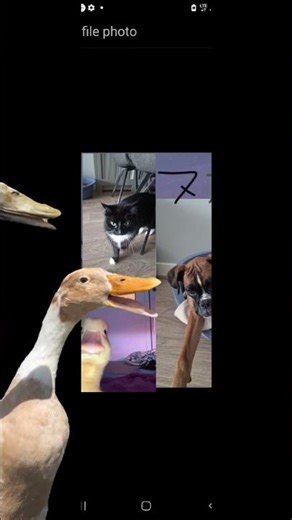 pov:when ur duck starts rapping