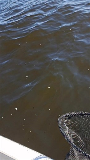 Breadman Ventures Guide Service | Allen Jernigan