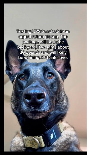 Just handling a little unwanted inventory.😎🐾 #belgianmalinois #funnydogs | Duke And Duchess Duo