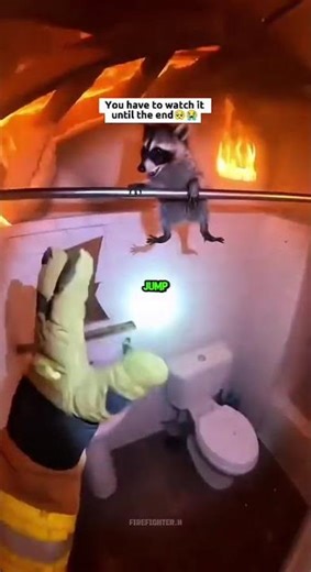 Firefighters Jumped From The Top Floor To Rescue The Raccoon!