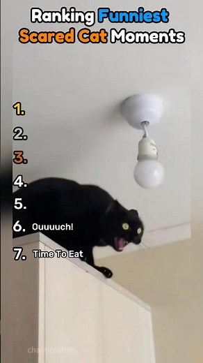 Top 7 Funniest Scaredy Cat Moments!