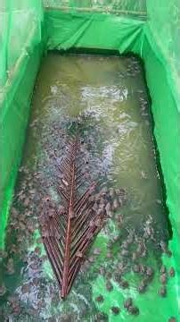 Baby frogs 🐸 #animal #frog #nature #wildlife