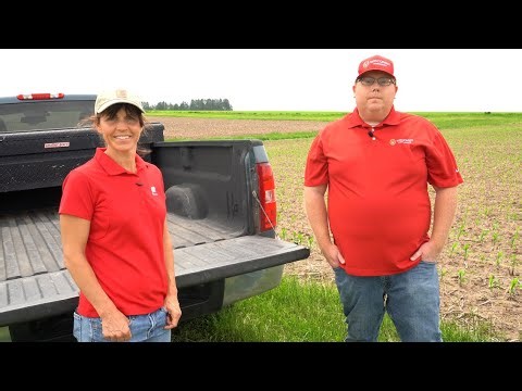 Bumper Crops: Interseeding Cover Crops in Organic Corn
