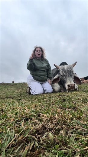 Body language in cattle! | cows