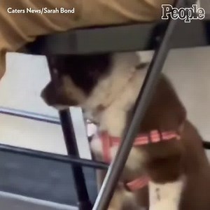 Aww this pup was a little shy on his first day of school. 🥺 | People