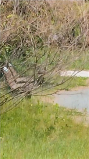 小枝を折り巣作り準備？銜えて飛んでいく#ヒヨドリ#birds#nature
