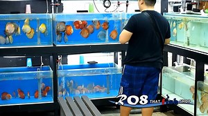 Our daily routine of discus feeding. 我们每一天的七彩神仙喂食时段。 #discus #discusfeeding #七彩神仙 | R08 That Fish Shop