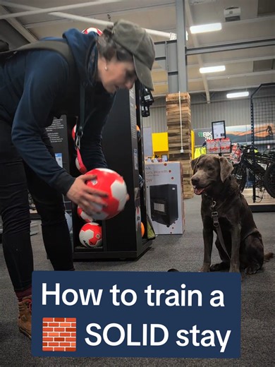 How I train a solid sit stay: 1 minute demo with my residential training student Bruno. Sit stay (or any position stay) is one of the most important skills for spaniels and other dogs to learn, because we can use it to safely navigate potentially dangerous situations: - getting out of doors and vehicles - waiting to have a lead put on - waiting for you to clean up broken glass - letting a horse rider pass on a bridleway - letting a fearful dog go past you on a walk - helping a kid who fell of th