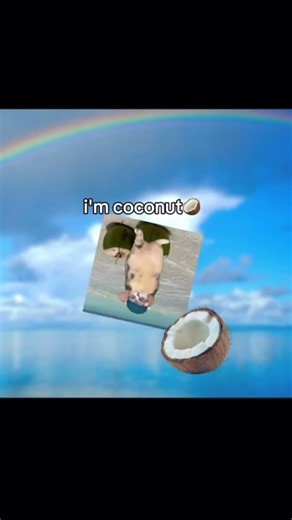 Pierwszy film 🎬 || coconut 🥥|| kyioo || #meme #edit #cat #kyioo