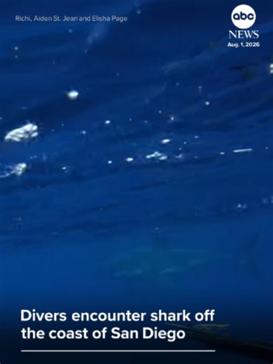 Divers had a close call with a shark off the coast of San Diego, California, capturing the encounter with an underwater camera. #shark #california #news #abcnews