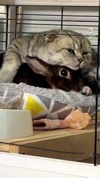 Cats And Bunnies Adorable and Funny Cat and Bunny Moments Compilation