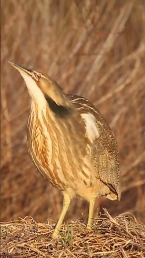 Eurasian bittern Call @bdwildbird