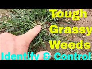 Grassy Weeds - Identify and Control Crabgrass, Dallisgrass, Goosegrass and More
