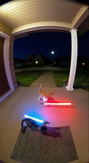 Epic Cat Lightsaber Duel On The Porch!