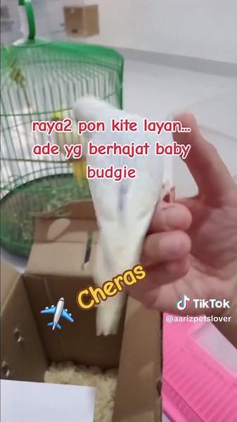 Hand Feeding Baby Budgies: A Guide to Taming