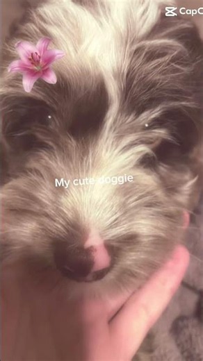 Ahh cute pfp of my pup!#pfp #puppy #dog #blowup #viral #aesthetic #cute #capcut