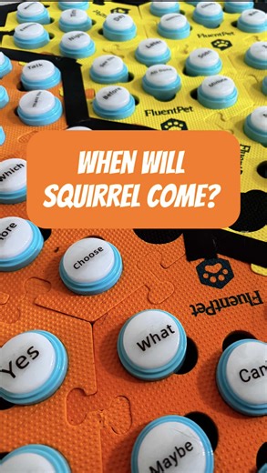 Finn's Love for the Squirrel: A Morning Ritual