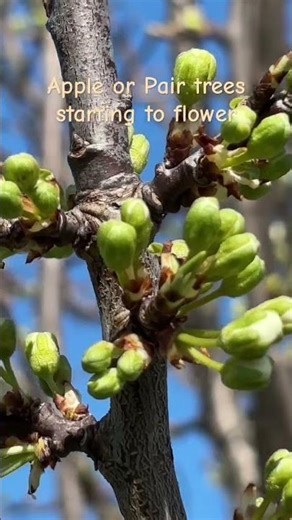 Apple or Pear trees starting to flower #nature #garden