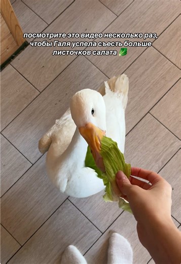 Video's van galya_goose (@galya_goose) met original sound - Birds Underwater Dive Center