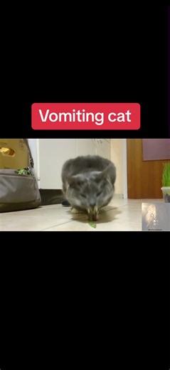 Funny Cat Vomit Compilation