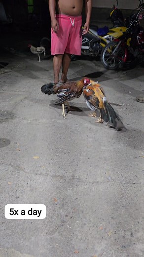 Endurance sabung 5x a day isabung oras ting pahulay sa manok isabung😂😂😂 | EK Solutions