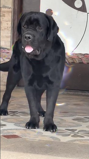 Angry Labrador Standing Like Tiger 🐕 #labrador #dog #doglover #pet #viral #shorts #reels #dogvideo
