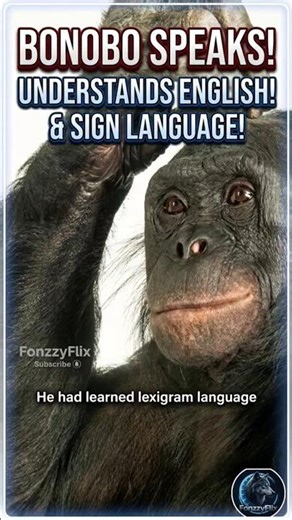 Talking Ape? Kanzi the talking bonobo #kanzi #talkingape #amazinganimals #animals #animaltalking