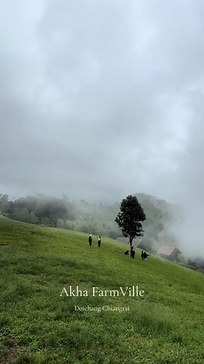 แบะๆ 🐑 #ดอยช้าง #เชียงราย #akhafarmville