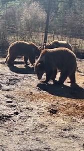 18K views · 361 reactions | This is the small bears playing with a donated ball sent last month. This ball is very durable. The bears play with it all the time and it is still intact 藍 We are a 501(c))(3) nonprofit bear rescue. The bears are illegal to release. #brownbear #grizzlybear #grizzlies #brownbears #brownbearsofinstagram #grizzlybearsofinstagram #grizzly #nonprofit #bearrescue #bears #bearstagram | Grizzly Ranch Bear Rescue | Facebook