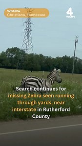 The owner of a zebra lost the animal shortly after bringing it home on Friday night, and the animal remains missing after evading capture on I-24 over the weekend. https://tinyurl.com/y26e8znx Video: Danielle Pitre | WSMV 4, Nashville